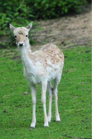 Parc animalier Maryon Wilson